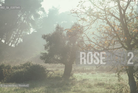 ( GRECIA  ) OLIMPIA : NEBBIA ED ALBERI  - © 1990 Graziano Arici/Rosebud2 / GEO / PELOPPONESO / ELIDE
