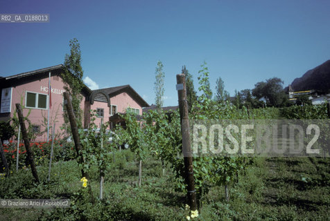 ( PRINCIPATO DEL LIECHTENSTEIN  ) VADUZ : VIGNETI  © 2002 Graziano Arici/Rosebud2 / GEO