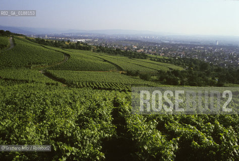 ( SVIZZERA CONFEDERAZIONE ELVETICA  ) BASILEA : VIGNETI SULLE COLLINE ATTORNO ALLA CITTA   © 1995 Graziano Arici/Rosebud2 / GEO