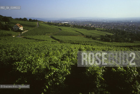 ( SVIZZERA CONFEDERAZIONE ELVETICA  ) BASILEA :  VIGNETI SULLE COLLINE ATTORNO ALLA CITTA © 1995 Graziano Arici/Rosebud2 / GEO VINO