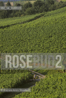 ( SVIZZERA CONFEDERAZIONE ELVETICA  ) BASILEA :  VIGNETI SULLE COLLINE ATTORNO ALLA CITTA © 1995 Graziano Arici/Rosebud2 / GEO VINO