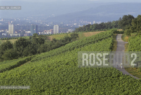 ( SVIZZERA CONFEDERAZIONE ELVETICA  ) BASILEA :  VIGNETI SULLE COLLINE ATTORNO ALLA CITTA © 1995 Graziano Arici/Rosebud2 / GEO VINO