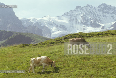 ( SVIZZERA CONFEDERAZIONE ELVETICA  ) CANTONE DI BERNA  ALPEGGI DELLO JUNGFRAU   © 1995 Graziano Arici/Rosebud2 / GEO  MONTAGNA MUCCA