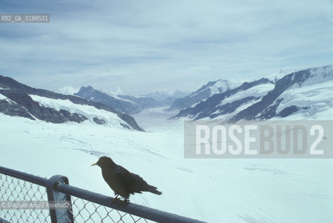 ( SVIZZERA CONFEDERAZIONE ELVETICA  ) CANTONE DI BERNA  GHIACCIAIO DELLO JUNGFRAU   © 1995 Graziano Arici/Rosebud2 / GEO NEVE MONTAGNA UCCELLO CORVO
