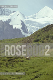 ( SVIZZERA CONFEDERAZIONE ELVETICA  ) CANTONE DI BERNA  ALPEGGI DELLO JUNGFRAU   © 1995 Graziano Arici/Rosebud2 / GEO NEVE MONTAGNA