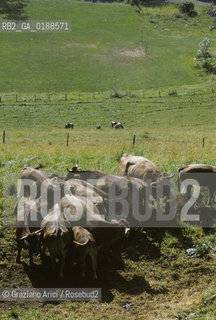 ( SVIZZERA CONFEDERAZIONE ELVETICA  ) CANTONE DI VAUD  VILLAGGIO DI LES AVANTS : MANDRIA DI MUCCHE  © 1995 Graziano Arici/Rosebud2 / GEO