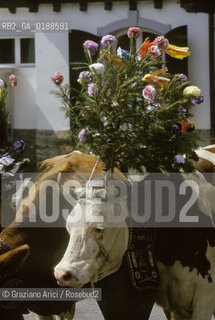 ( SVIZZERA CONFEDERAZIONE ELVETICA  ) CANTONE DI VAUD  VILLAGGIO DI LES AVANTS :FESTA DI PAESE E MUCCA   © 1995 Graziano Arici/Rosebud2 / GEO
