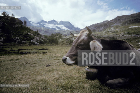 ( SVIZZERA CONFEDERAZIONE ELVETICA  )  CANTONE DEI GRIGIONI PASSO BERNINA : MUCCA   © 1995 Graziano Arici/Rosebud2 / GEO