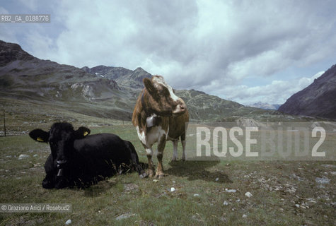 ( SVIZZERA CONFEDERAZIONE ELVETICA  )  CANTONE DEI GRIGIONI PASSO BERNINA    © 1995 Graziano Arici/Rosebud2 / GEO / MONTAGNA MUCCA