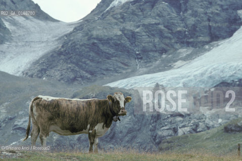 ( SVIZZERA CONFEDERAZIONE ELVETICA  )  CANTONE DEI GRIGIONI PASSO BERNINA    © 1995 Graziano Arici/Rosebud2 / GEO / MONTAGNA MUCCA