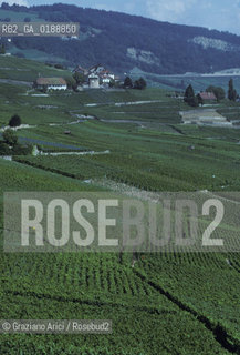 ( SVIZZERA CONFEDERAZIONE ELVETICA  )  CANTONE DI VAUD VEVEY  : VIGNETI  © 1995 Graziano Arici/Rosebud2 / GEO / VINO
