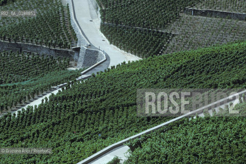 ( SVIZZERA CONFEDERAZIONE ELVETICA  )  CANTONE DI VAUD VEVEY  : VIGNETI  © 1995 Graziano Arici/Rosebud2 / GEO / VINO