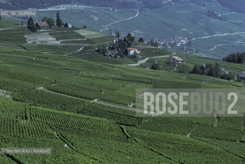 ( SVIZZERA CONFEDERAZIONE ELVETICA  )  CANTONE DI VAUD VEVEY  : VIGNETI  © 1995 Graziano Arici/Rosebud2 / GEO / VINO