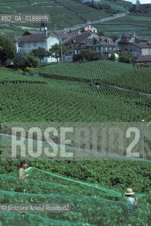 ( SVIZZERA CONFEDERAZIONE ELVETICA  )  CANTONE DI VAUD VEVEY  : VIGNETI   © 1995 Graziano Arici/Rosebud2 / GEO / VINO