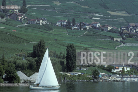 ( SVIZZERA CONFEDERAZIONE ELVETICA  )  CANTONE DI VAUD VEVEY  : VIGNETI  E LAGO DI GINEVRA © 1995 Graziano Arici/Rosebud2 / GEO / VINO