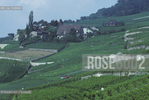( SVIZZERA CONFEDERAZIONE ELVETICA  )  CANTONE DI VAUD VEVEY  : VIGNETI   © 1995 Graziano Arici/Rosebud2 / GEO / VINO