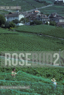 ( SVIZZERA CONFEDERAZIONE ELVETICA  )  CANTONE DI VAUD VEVEY  : VIGNETI  © 1995 Graziano Arici/Rosebud2 / GEO / VINO