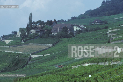 ( SVIZZERA CONFEDERAZIONE ELVETICA  )  CANTONE DI VAUD VEVEY  : VIGNETI   © 1995 Graziano Arici/Rosebud2 / GEO / VINO