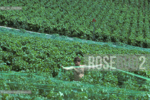 ( SVIZZERA CONFEDERAZIONE ELVETICA  )  CANTONE DI VAUD VEVEY  : VIGNETI  © 1995 Graziano Arici/Rosebud2 / GEO / VINO