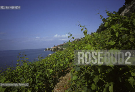 ( SVIZZERA CONFEDERAZIONE ELVETICA  )  CANTONE DI VAUD  VEVEY  : CORNICHE DE LAVAUX VIGNETI E LAGO DI GINEVRA © 1995 Graziano Arici/Rosebud2 / GEO VINO