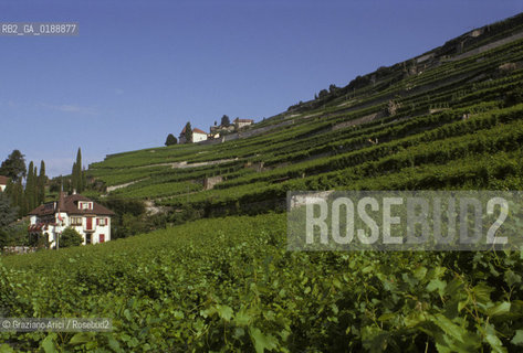 ( SVIZZERA CONFEDERAZIONE ELVETICA  )  CANTONE DI VAUD  VEVEY  : CORNICHE DE LAVAUX VIGNETI © 1995 Graziano Arici/Rosebud2 / GEO VINO