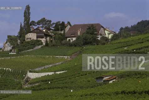 ( SVIZZERA CONFEDERAZIONE ELVETICA  )  CANTONE DI VAUD  VEVEY  : CORNICHE DE LAVAUX VIGNETI © 1995 Graziano Arici/Rosebud2 / GEO VINO