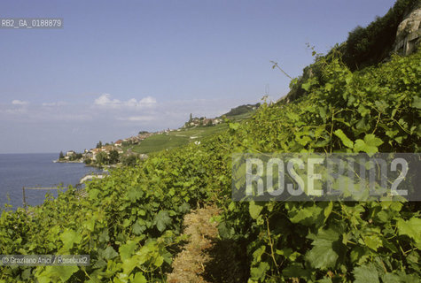 ( SVIZZERA CONFEDERAZIONE ELVETICA  )  CANTONE DI VAUD  VEVEY  : CORNICHE DE LAVAUX VIGNETI E LAGO DI GINEVRA © 1995 Graziano Arici/Rosebud2 / GEO VINO
