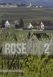 ( FRANCIA  )  ALSAZIA VIGNETI  © 1999 Graziano Arici/Rosebud2 / GEO