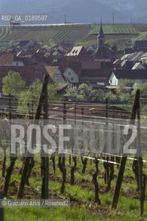 ( FRANCIA  )  ALSAZIA VIGNETI  © 1999 Graziano Arici/Rosebud2 / GEO