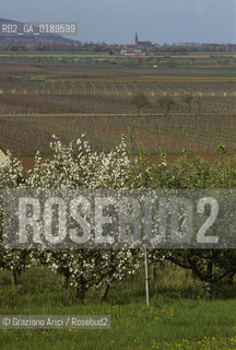 ( FRANCIA  )  ALSAZIA VIGNETI  © 1999 Graziano Arici/Rosebud2 / GEO ALBERO