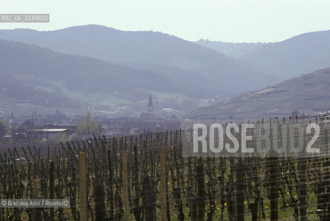 ( FRANCIA  )  ALSAZIA VIGNETI  © 1999 Graziano Arici/Rosebud2 / GEO