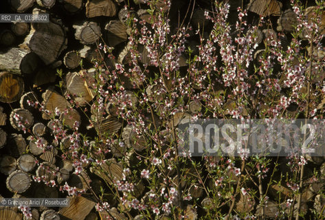 ( FRANCIA  )  ALSAZIA LEGNAIA E RAMO DI PESCO © 1999 Graziano Arici/Rosebud2 / GEO FIORE LEGNO