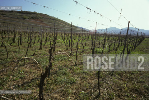 ( FRANCIA  )  ALSAZIA VIGNETI  © 1999 Graziano Arici/Rosebud2 / GEO
