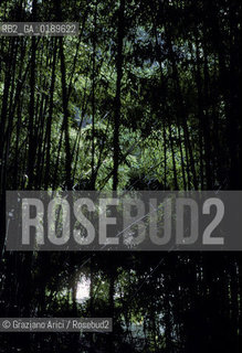 ( FRANCIA  )  LANGUEDOC-ROUSSILLON ANDUZE : BOSCO DI BAMBU  © 1999 Graziano Arici/Rosebud2 / GEO