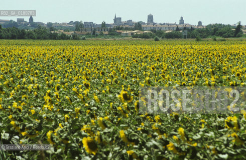 ( FRANCIA  )  PROVENCE-ALPES-COTE DAZUR ARLES : VEDUTA CON CAMPO DI GIRASOLI  © 1999 Graziano Arici/Rosebud2 / GEO FIORE