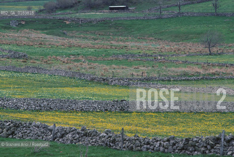 ( FRANCIA  )  MIDI-PYRENEES  ALTIPIANO DELLAUBRAC  © 1999 Graziano Arici/Rosebud2 / GEO