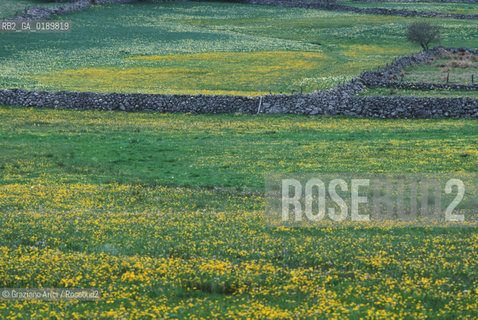 ( FRANCIA  )  MIDI-PYRENEES  ALTIPIANO DELLAUBRAC  © 1999 Graziano Arici/Rosebud2 / GEO FIORE