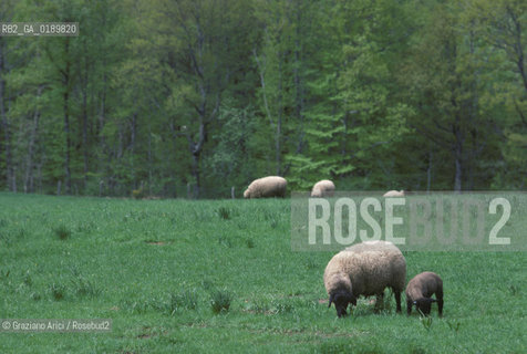 ( FRANCIA  )  MIDI-PYRENEES  ALTIPIANO DELLAUBRAC  © 1999 Graziano Arici/Rosebud2 / GEO PECORA