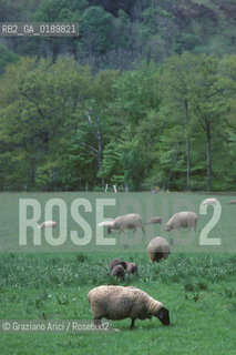 ( FRANCIA  )  MIDI-PYRENEES  ALTIPIANO DELLAUBRAC  © 1999 Graziano Arici/Rosebud2 / GEO