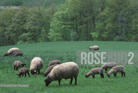 ( FRANCIA  )  MIDI-PYRENEES  ALTIPIANO DELLAUBRAC  © 1999 Graziano Arici/Rosebud2 / GEO PECORA
