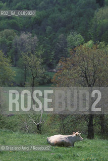 ( FRANCIA  )  MIDI-PYRENEES  ALTIPIANO DELLAUBRAC  © 1999 Graziano Arici/Rosebud2 / GEO MUCCA