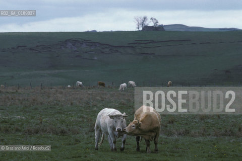 ( FRANCIA  )  MIDI-PYRENEES  ALTIPIANO DELLAUBRAC  © 1999 Graziano Arici/Rosebud2 / GEO MUCCA