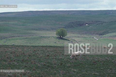 ( FRANCIA  )  MIDI-PYRENEES  ALTIPIANO DELLAUBRAC  © 1999 Graziano Arici/Rosebud2 / GEO