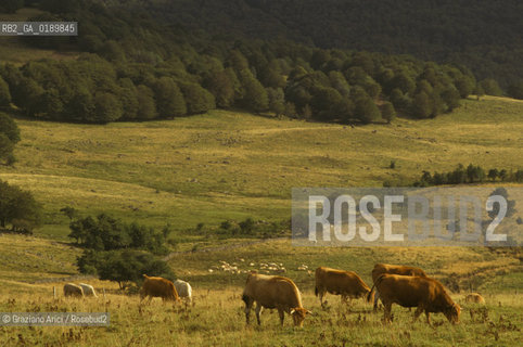 ( FRANCIA  )  MIDI-PYRENEES  ALTIPIANO DELLAUBRAC  © 1999 Graziano Arici/Rosebud2 / GEO MUCCA