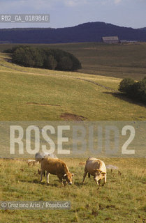 ( FRANCIA  )  MIDI-PYRENEES  ALTIPIANO DELLAUBRAC  © 1999 Graziano Arici/Rosebud2 / GEO MUCCA