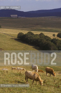 ( FRANCIA  )  MIDI-PYRENEES  ALTIPIANO DELLAUBRAC  © 1999 Graziano Arici/Rosebud2 / GEO