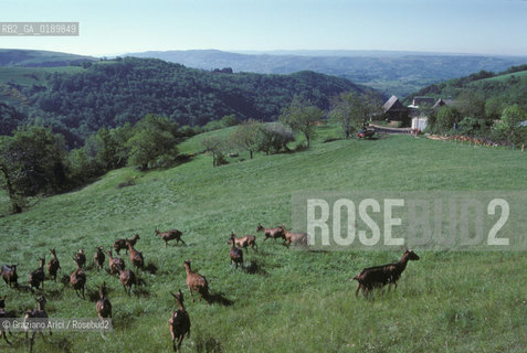 ( FRANCIA  )  MIDI-PYRENEES  ALTIPIANO DELLAUBRAC  © 1999 Graziano Arici/Rosebud2 / GEO