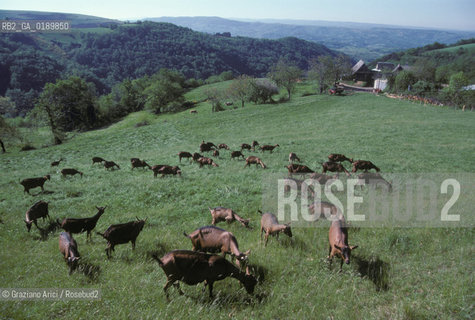 ( FRANCIA  )  MIDI-PYRENEES  ALTIPIANO DELLAUBRAC  © 1999 Graziano Arici/Rosebud2 / GEO CAPRA
