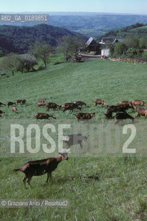 ( FRANCIA  )  MIDI-PYRENEES  ALTIPIANO DELLAUBRAC  © 1999 Graziano Arici/Rosebud2 / GEO CAPRA