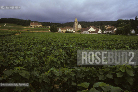 ( FRANCIA  )  BORGOGNA  PAESAGGIO CON VIGNE © 1999 Graziano Arici/Rosebud2 / GEO VINO